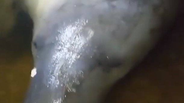  Peixe-boi-marinho é encontrado por moradores no Litoral Sul de Sergipe; confira vídeo da aparição – A8SE.com