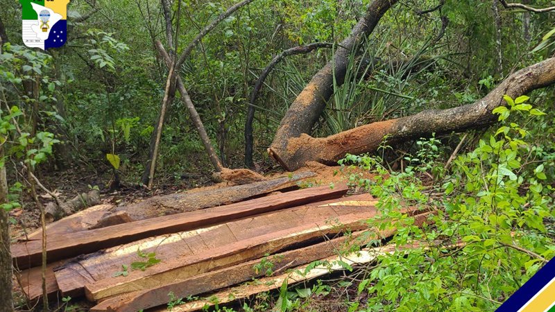  Dois homens são presos por desmatamento ilegal em Capela, interior de Sergipe – A8SE.com
