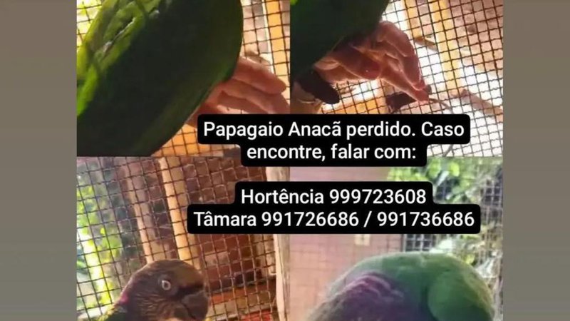  Tutores pedem ajuda para encontrar papagaio-anacã no bairro Atalaia – A8SE.com