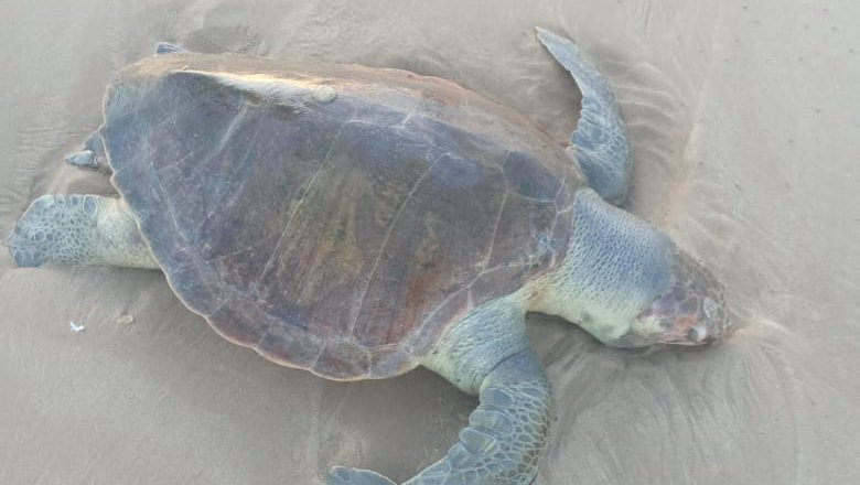  Tartaruga marinha é encontrada morta na faixa de areia de praia em Sergipe – A8SE.com