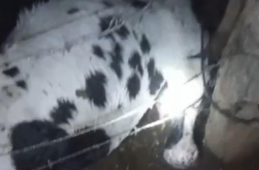  Vídeo: sete vacas morrem atingidas por raios em Sergipe – Metrópoles