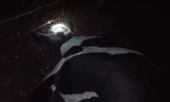  Poço Redondo: sete vacas morrem após serem atingidas por raios – O que é notícia em Sergipe – Infonet