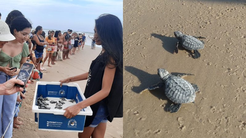  Filhotes de tartaruga fazem caminhada ao mar neste sábado (27) – A8SE.com