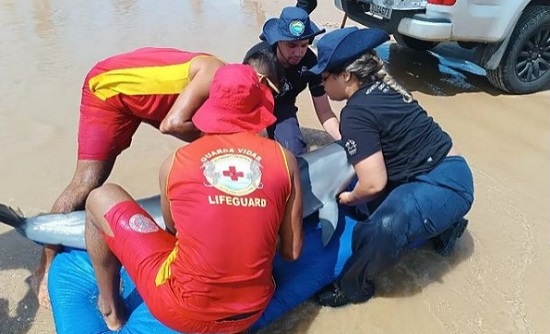  Golfinho encalhado é resgatado por guarda-vidas na praia de Atalaia – O que é notícia em Sergipe – Infonet
