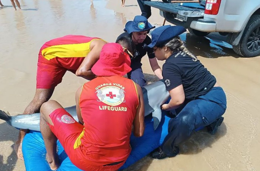  Golfinho é salvo após encalhar em praia de Aracaju – G1