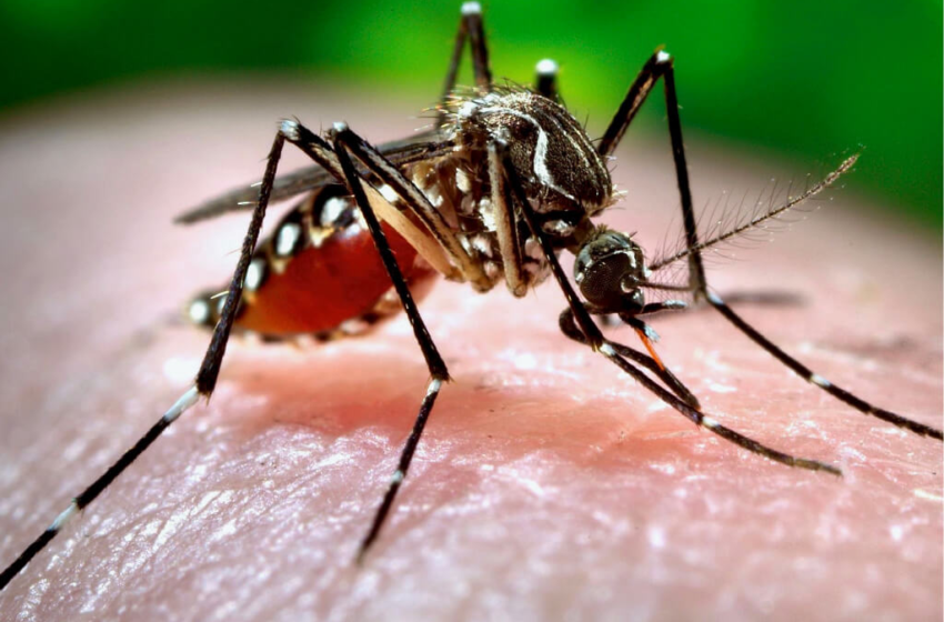  Estado de Sergipe fala sobre a Dengue – NE Notícias – NE Notícias