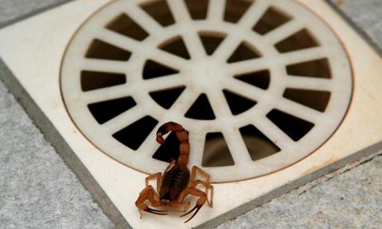  PMA orienta sobre a presença de escorpião em residências domiciliares – O que é notícia em Sergipe – Infonet