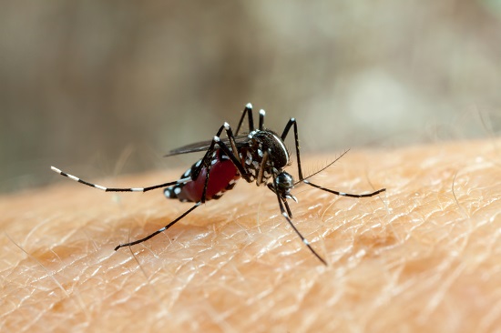  Quatro municípios em SE estão com alto risco para o Aedes aegypti – O que é notícia em Sergipe – Infonet