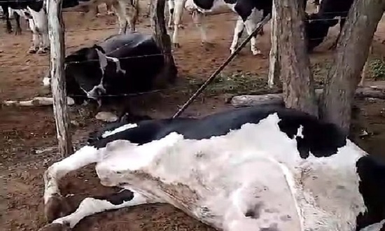  Raio atinge cerca e mata seis vacas em Nossa Senhora da Glória – O que é notícia em Sergipe – Infonet