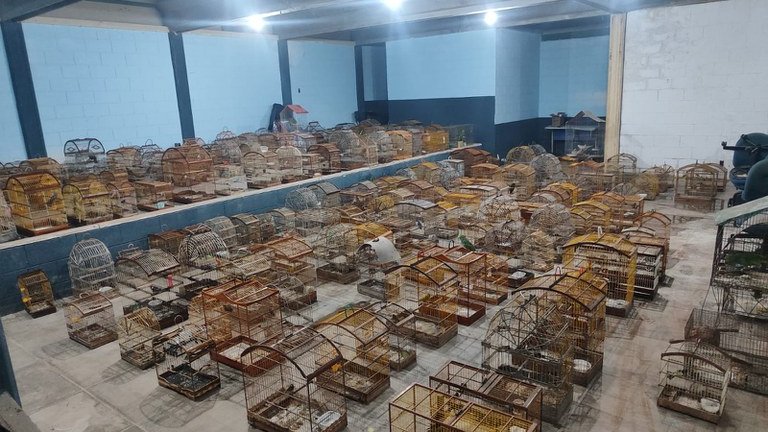  Mais de 700 animais silvestres são recuperados em operação da PRF em Sergipe – A8SE.com