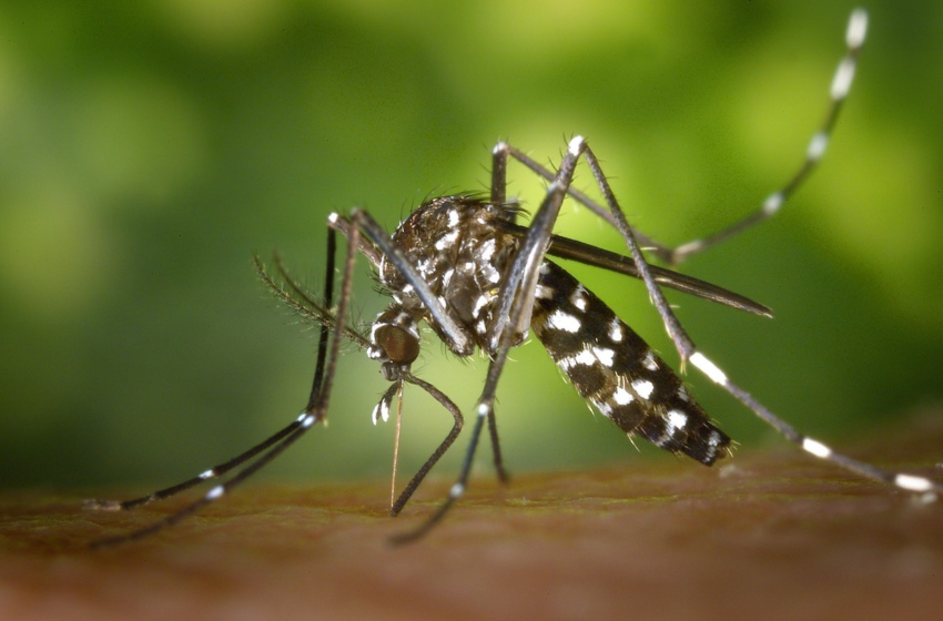  Aracaju investiga suspeita de primeira morte por dengue em 2024 – G1