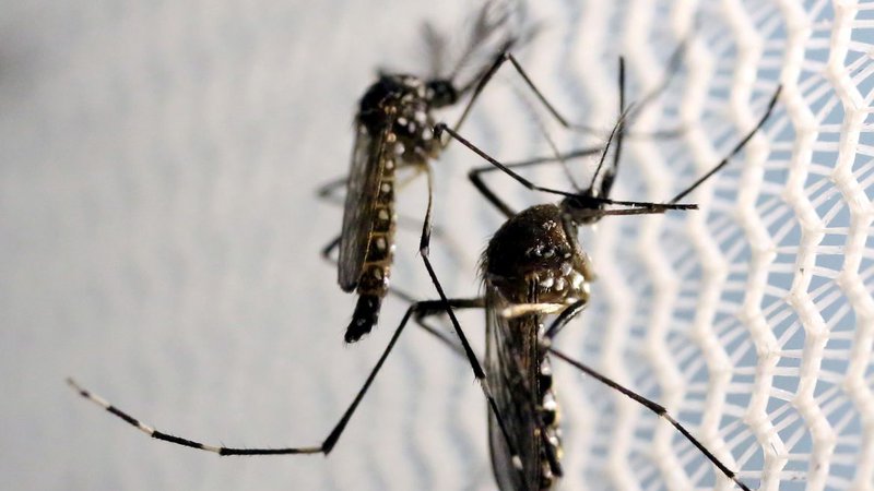  Aracaju investiga primeira morte com suspeita de dengue em 2024 – A8SE.com