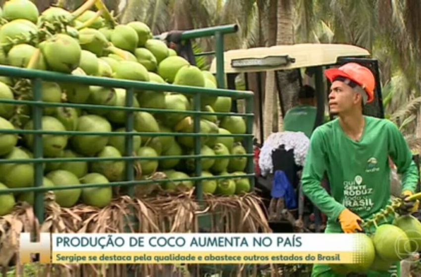  Sergipe se destaca pela produção do coco que abastece várias cidades do país – G1