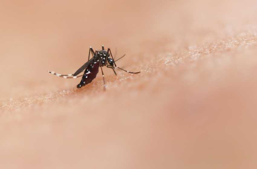  Secretaria Municipal da Saúde confirma primeira morte do ano por dengue em Aracaju – G1