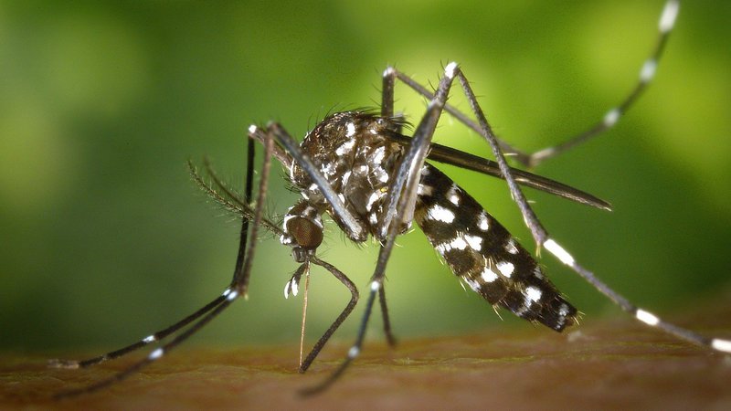  Sergipe tem primeira morte por dengue em 2024 confirmada – A8SE.com