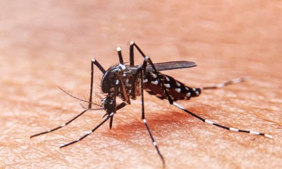  Sergipe confirma primeira morte por dengue em 2024 – O que é notícia em Sergipe – Infonet