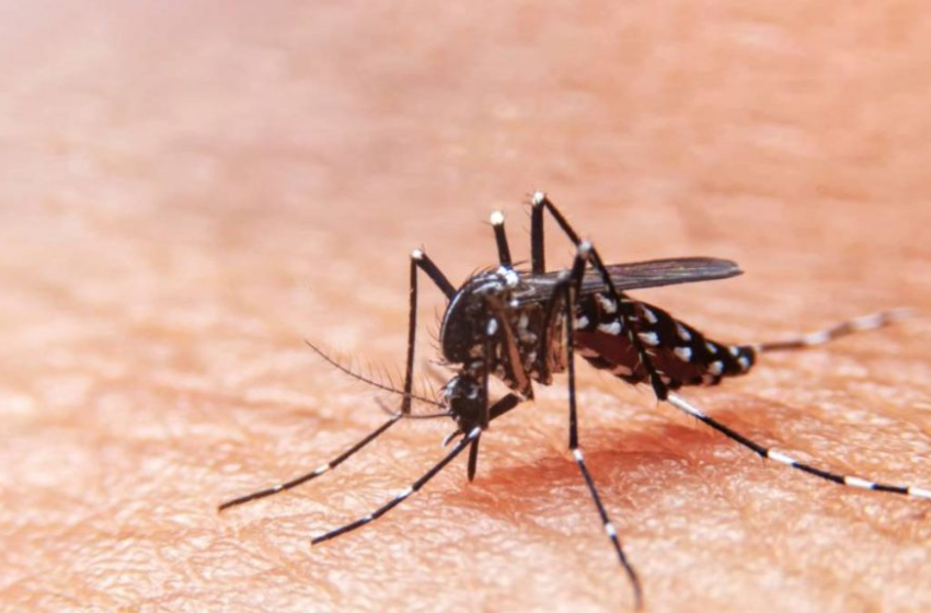  Sergipe confirma primeira morte por dengue em 2024 – O Caju