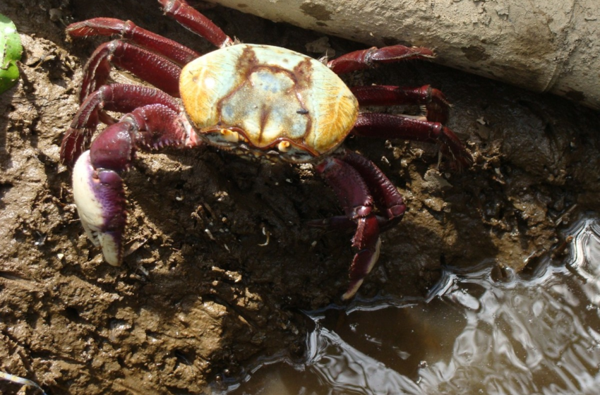  Terceiro período de defeso do caranguejo-uçá é iniciado em Sergipe – G1