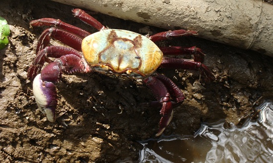  Última fase do defeso do caranguejo-uçá é iniciada em Sergipe – O que é notícia em Sergipe – Infonet