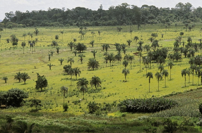  CCJ aprova desmatamento equivalente a dois estados de Sergipe – VEJA
