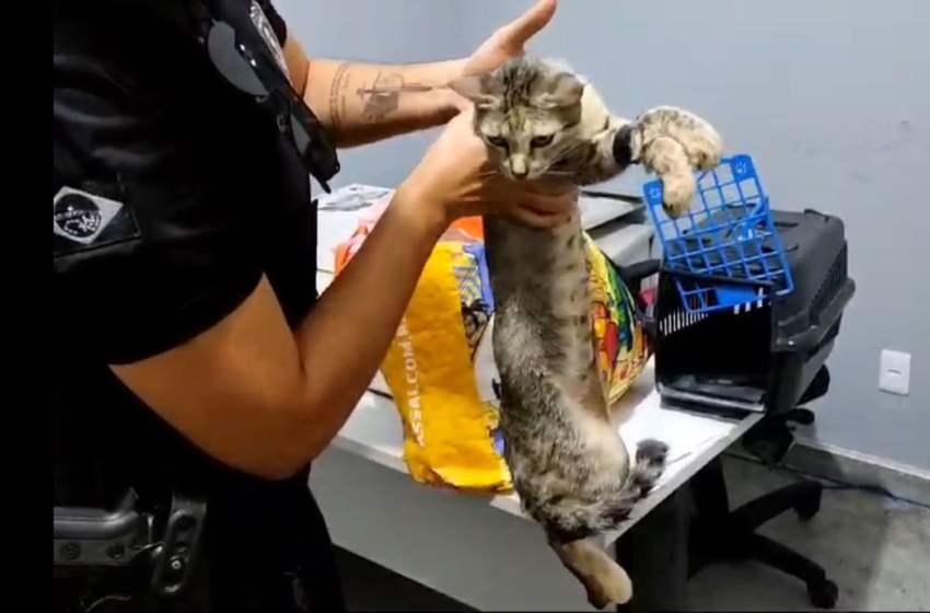  Mulher é presa por usar gata para entrar com celulares no presídio de Tobias Barreto – G1