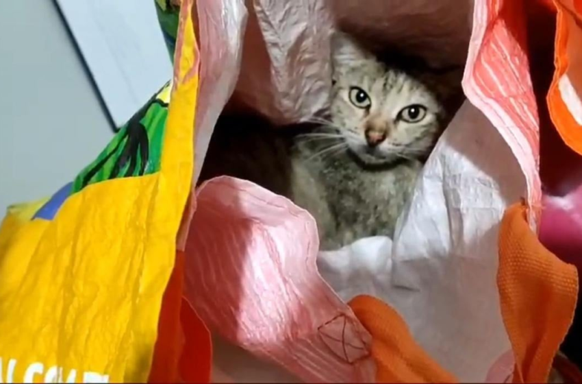  Mulher é presa por usar gata para entrar com celulares em presídio no Sergipe – Mais Goiás
