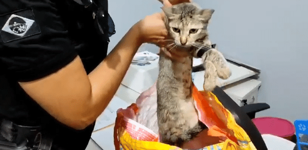  Mulher é presa tentando usar gata para levar celulares até prisão em SE – UOL Confere