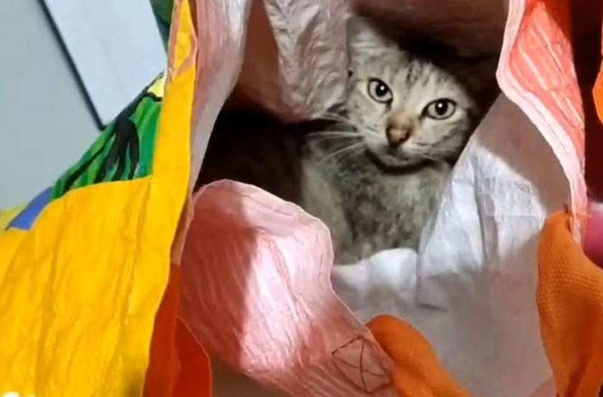 Mulher é presa por usar gata para entrar com material proibido em presídio de Sergipe – Terra