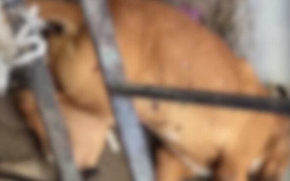  Vídeo: Cachorro é morto a tiros em Boquim, em Sergipe – F5 News