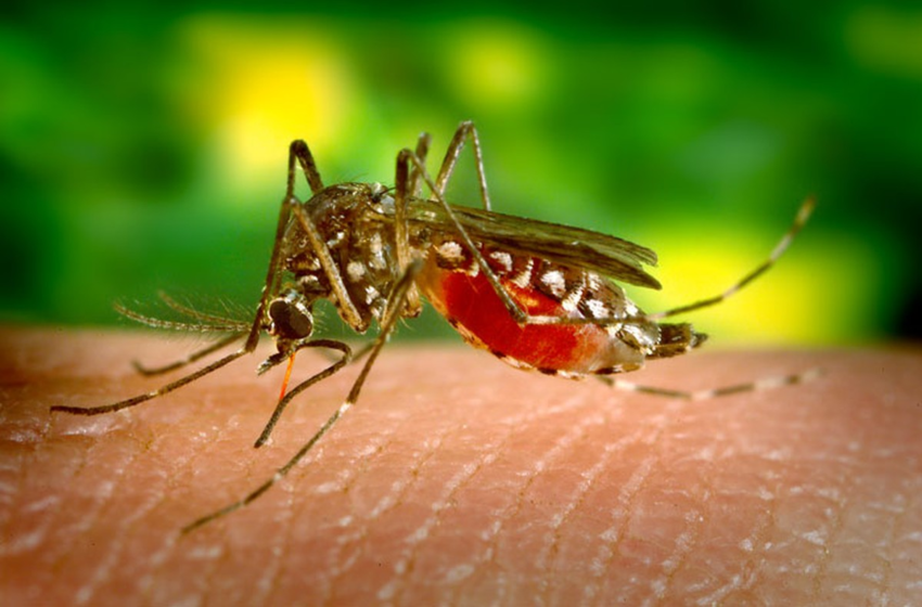  Secretaria da Saúde de Aracaju abre processo seletivo para agentes que vão atuar no combate ao Aedes aegypti – G1