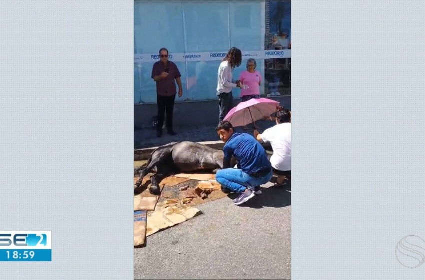  Cavalo é resgatado após passar mal e ser abandonado em Aracaju – G1