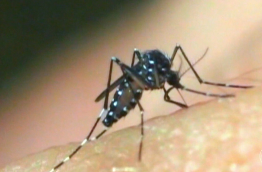  Número de municípios com alto índice de infestação pelo Aedes aegypti dobra em Sergipe – G1
