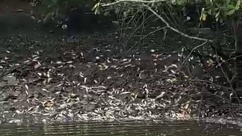  Inúmeros peixes aparecem mortos no Rio do Sal em Sergipe; VÍDEO – A8SE.com
