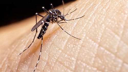  O número de municípios em Sergipe com alto índice de infestação pelo Aedes aegypti duplica – Portal Itnet