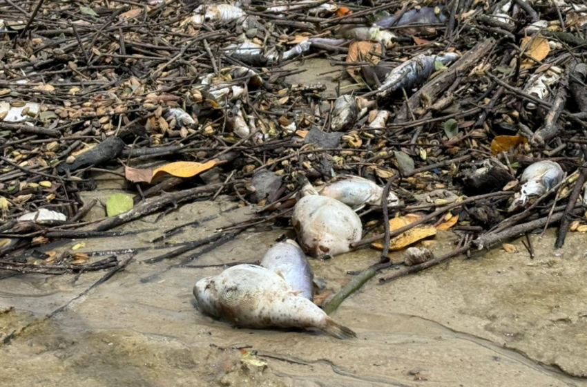  Mortandade de peixes é registrada no Rio do Sal em Sergipe – G1