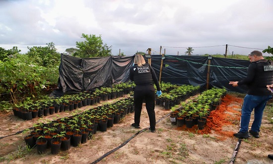 Plantação de cannabis medicinal por ONG é impedida pela Justiça – O que é notícia em Sergipe – Infonet