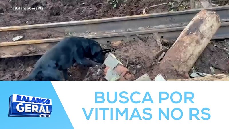  Cão farejador "Zumbi", do Corpo de Bombeiros de Sergipe, auxilia buscas por vítimas – A8SE.com