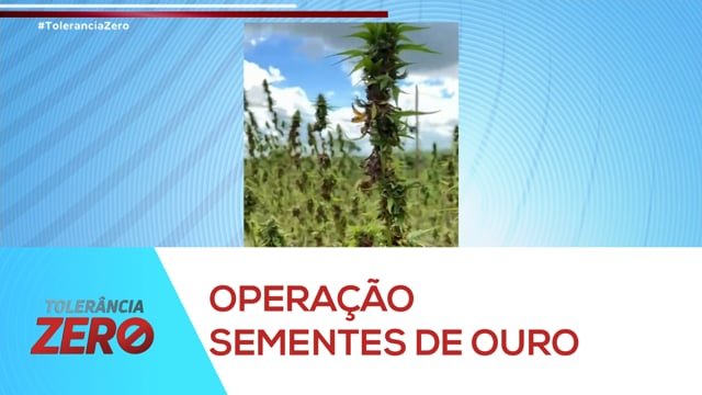  Justiça decide pela soltura de dirigentes de ONG que fabrica medicamentos à base de cannabis em Sergipe – A8SE.com