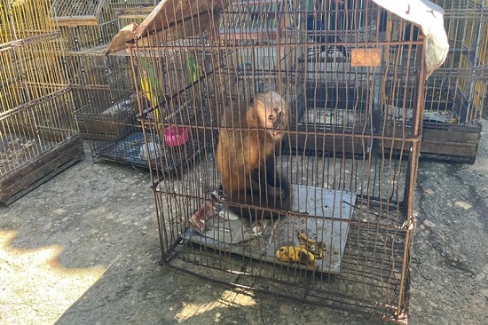  Animais silvestres são apreendidos em cativeiros em Pacatuba – O que é notícia em Sergipe – Infonet