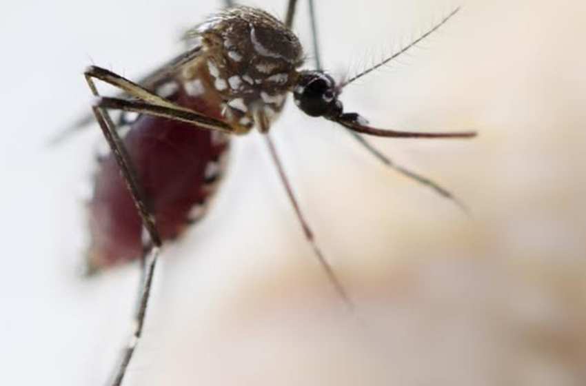  Dez municípios de Sergipe estão com alto índice de infestação pelo Aedes aegypti, aponta LIRAa – G1