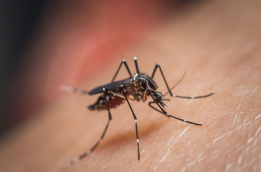  Simão Dias e mais nove municípios de Sergipe estão com alto índice de infestação pelo Aedes aegypt – Lagarto – Lagarto Como eu Vejo