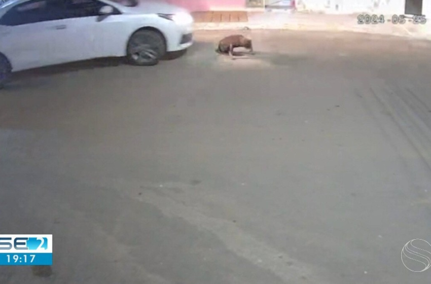  Polícia Civil tenta identificar motorista que atropelou e matou cachorro em Carira – G1