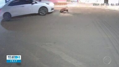 SE TV 2ª Edição | Cachorro é morto após ser atropelado por carro de passeio no interior de Sergipe – Globo